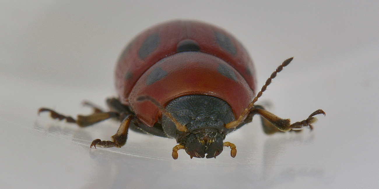 Gonioctena fornicata, Chrysomelidae